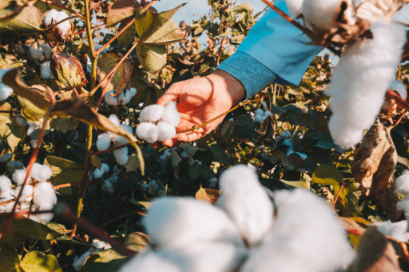 row-cotton